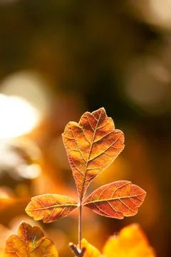 Three Orange Leaves Foto stock