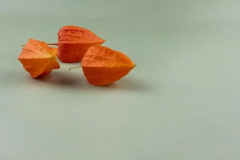 Three orange physalis on a light background Stock Photos