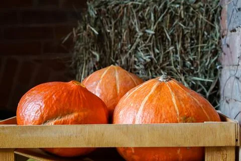 Three orange pumpkins are lying in a box, closely up Фото