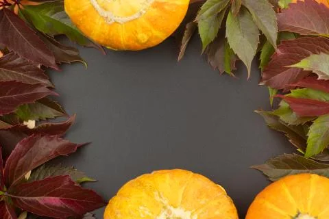 Three orange pumpkins close-up on a black background with autumn foliage. Stock Photos