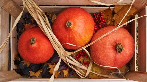 Three orange pumpkins with red rowan and autumn leaves in a wooden box Foto stock