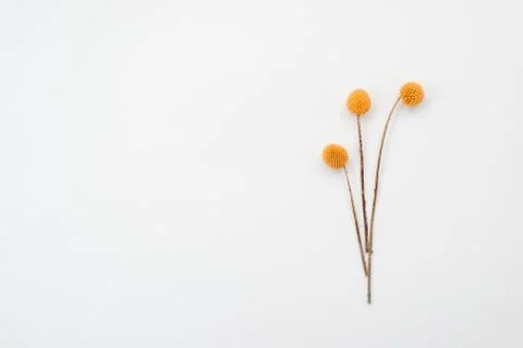 Three orange rustic flowers lie on table. Copy space Stock Photos