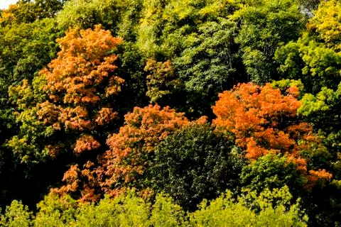 Three orange trees Stock Photos