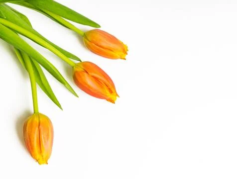 Three orange tulips on white Stock Photos