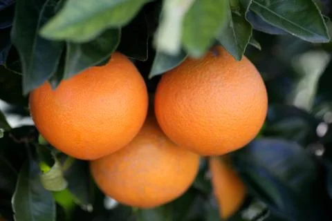 Three oranges growing in an orange tree Stock Photos