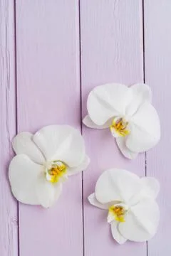 Three orchid blossoms Stock Photos