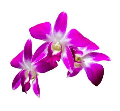 Three orchid flowers Stock Photos