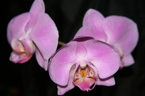 Three Orichids Stock Photos