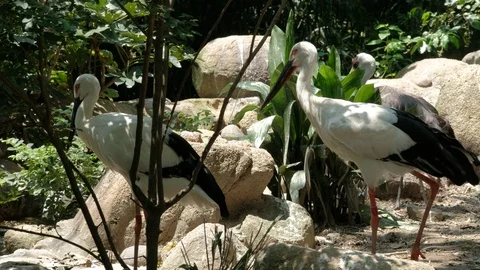 Three oriental white storks resting in the sun Stock Footage 114827009