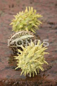 Three ornamental cucumbers on a brick slab Stock Photos