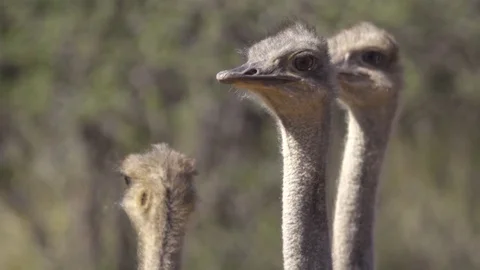 Three osteriches alert to surroundings Stock Footage 83623854