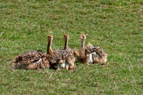 Three ostrich chicks sitting on the grass Фото