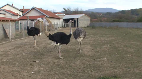 Three ostriches in the farm Stock-Footage 35710388