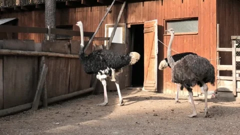 Three ostriches on the farm Stock Footage 295273227