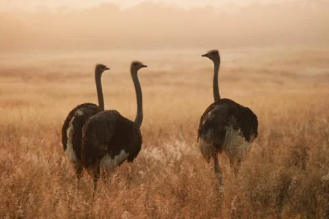 Three ostriches Stock Photos