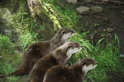 Three Otter Animals. Stock Photos
