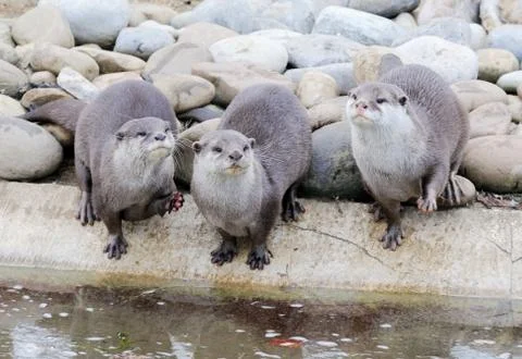Three otters Stock Photos