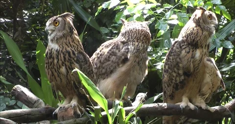 Three owls on a tree 動画素材 343711697