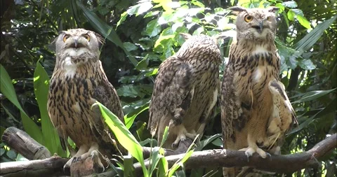Three owls on a tree Видео 343711781
