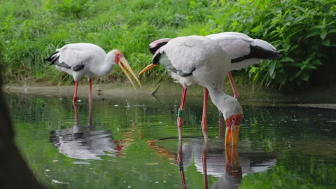 Three Painted Storks Wading and Feeding in Shallow Water Stock Footage 344045699