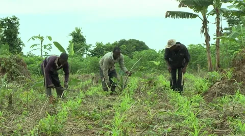 THREE PAKRO FARMERS CLEARING BRUSH Stock Footage 59735227
