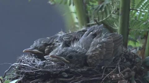 Three Pale Breasted Thrush chicks finding that their nest is becoming too small. Stock Footage 293489042