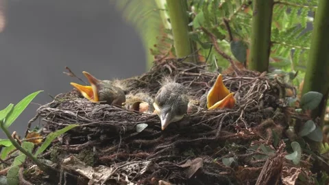 Three Pale Breasted Thrush in nest waiting to be fed Stock Footage 293094345