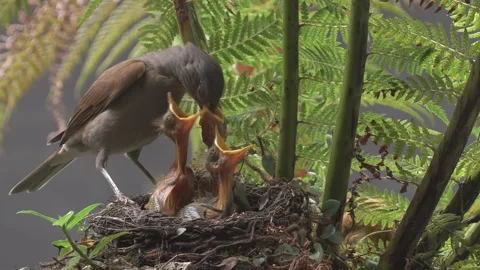 Three Pale Breasted Thrush woken up to feed Stock Footage 293094678