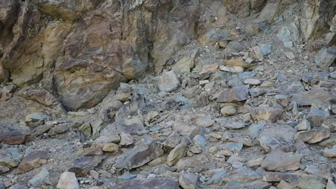 Three Pallas's Cat Kittens with Mother. Video stock 342611936