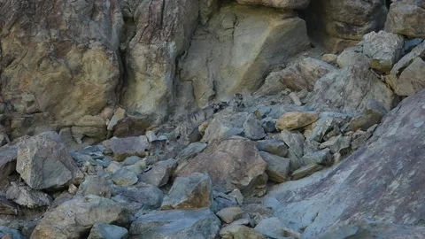 Three Pallas's Cat Kittens with Mother. Video stock 342611937