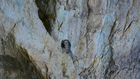 Three Pallas's Cat Kittens Playing from Ladakh, India. Video stock 342611016
