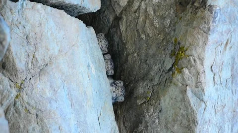 Three Pallas's Cat Kittens Playing from Ladakh, India. Video stock 342611021