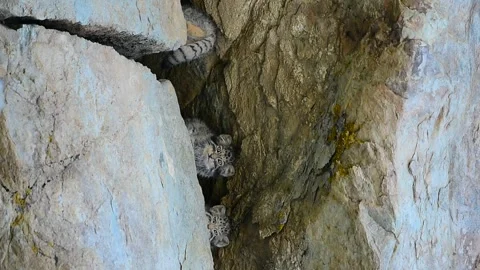 Three Pallas's Cat Kittens Playing from Ladakh, India. Video stock 342611023