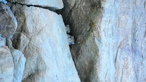 Three Pallas's Cat Kittens Playing from Ladakh, India. Video stock 342611024