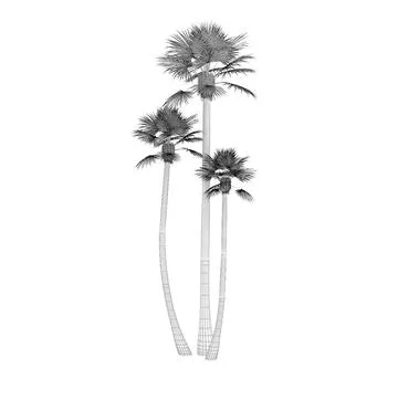 Three Palm Trees 3D Model