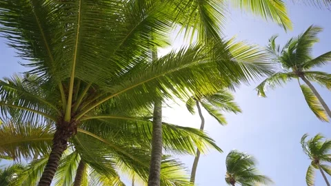 Three palm trees against a blue sky. Carribain Video stock 166342263
