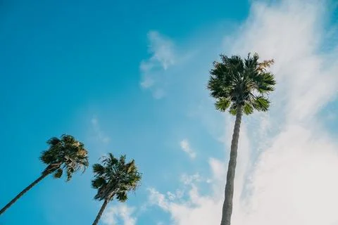 Three palm trees against blue sky Stock Photos