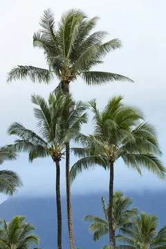 Three palm trees against a cloudy gradient background with more palm trees an Stock Photos