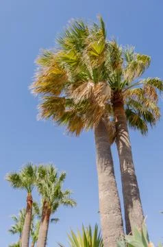 Three palm trees along a trail Stock Photos