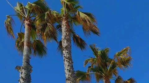 Three palm trees and blue sky in hot summer day Vídeos de archivo 81450033