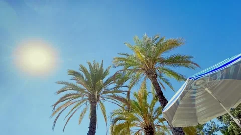 Three Palm trees and a sun umbrella bottom top view with sun. Stock Footage 258337433
