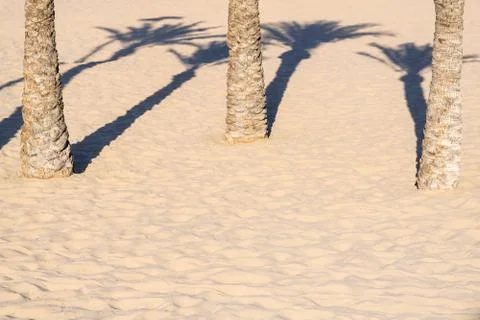 Three palm trees and their shadows. Stock Photos