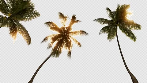 Three palm trees and three suns on a transparent background Stock Footage 244534115