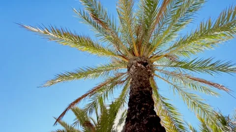Three Palm trees and wide angle bottom top view with sun. Stock Footage 262854504
