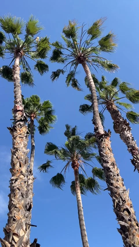 Three palm trees are standing tall in a clear blue sky Stock Footage 276113535