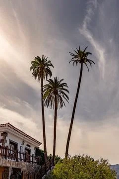 Three palm trees are standing in front of a white house Stock Photos