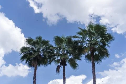 Three palm trees are standing in a field with a blue sky Stock Photos