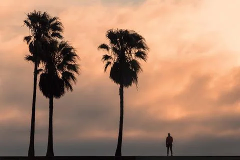 Three palm trees with a background view of a  bright sunset Stock Photos