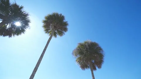 Three Palm Trees From Below [4K] Stock Footage 80007512