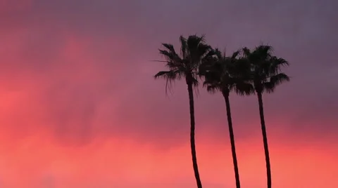 Three Palm Trees Blowing In The Wind Silhouetted by Pink Sunset Clouds Stock Footage 56202930